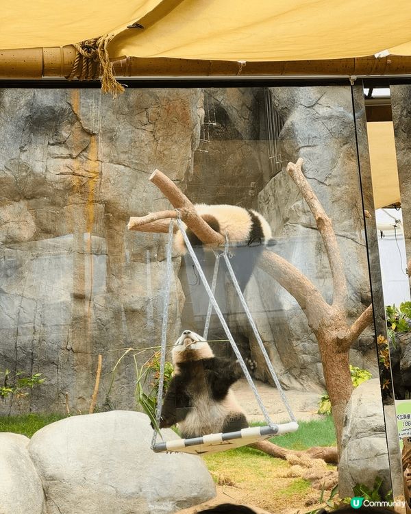 家姐細佬聞名不如見面，真係超得意！家姐文靜啲，全程瞓覺中😹細...