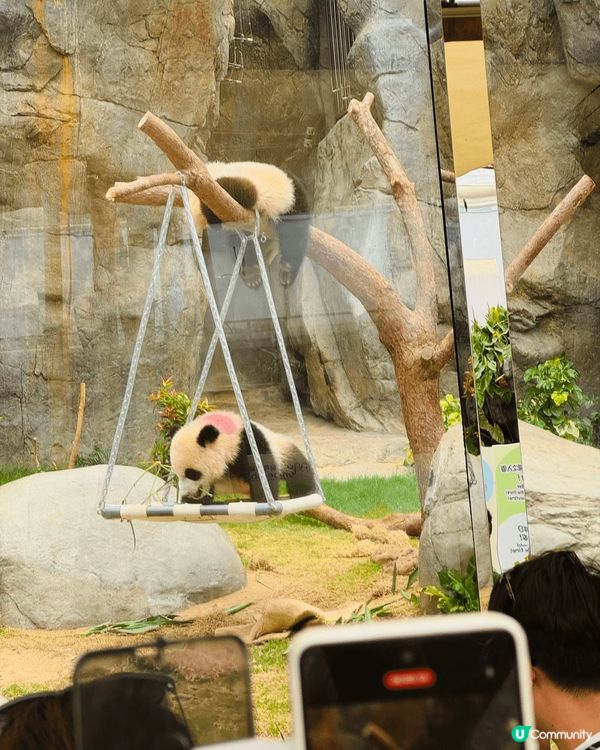 家姐細佬聞名不如見面，真係超得意！家姐文靜啲，全程瞓覺中😹細...