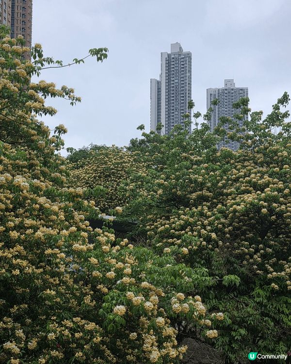 香港也有靚靚打卡花海🥰