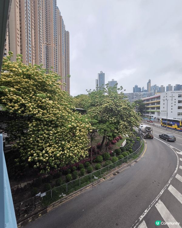 香港也有靚靚打卡花海🥰