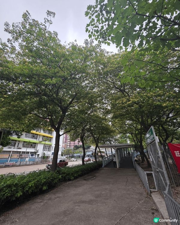 香港也有靚靚打卡花海🥰