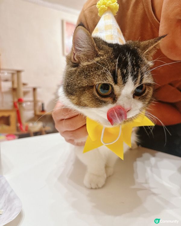 主子相親相愛lamlam脷