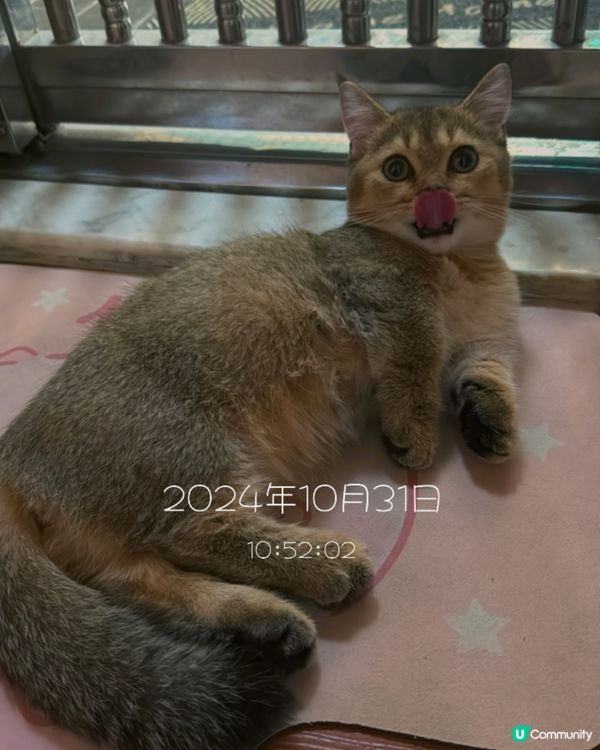 主子相親相愛lamlam脷