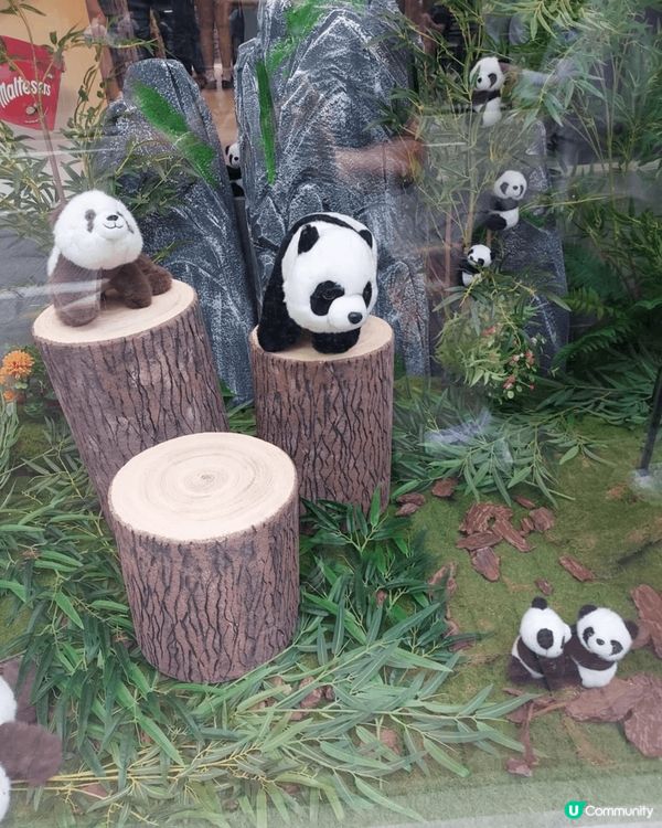 在旺角龍豐窗戶見到很多熊貓，生動活潑，黑白相間的毛色，圓滾滾...