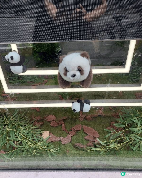 在旺角龍豐窗戶見到很多熊貓，生動活潑，黑白相間的毛色，圓滾滾...