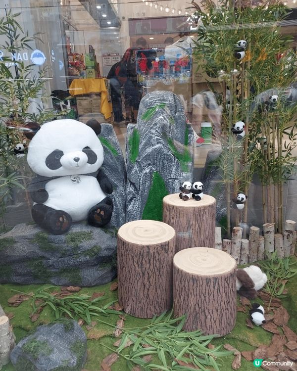 在旺角龍豐窗戶見到很多熊貓，生動活潑，黑白相間的毛色，圓滾滾...