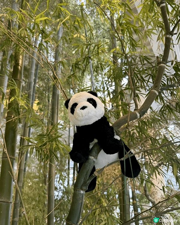 繼續尋找熊貓蹤影，今次去咗間以熊貓竹林做主題嘅Cafe  ~...