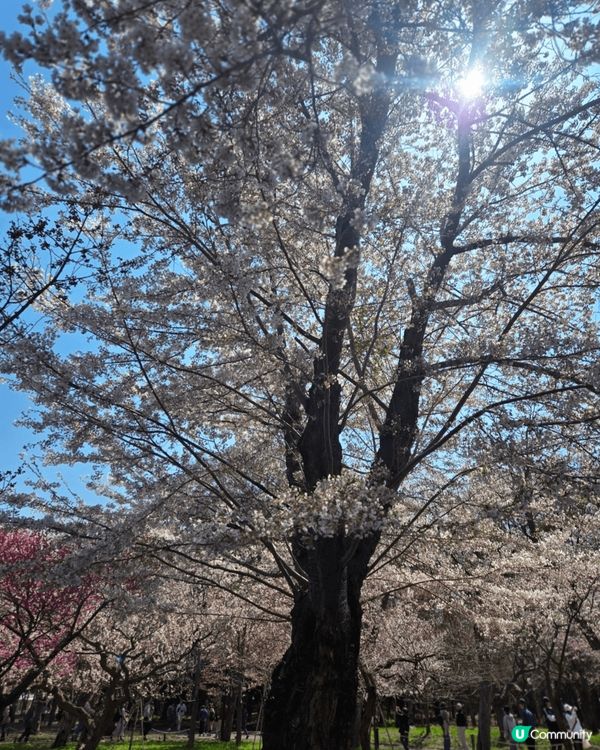 北海道神宮可以一齊欣賞櫻花和梅花哦，一到花季，北海道神宮可以...