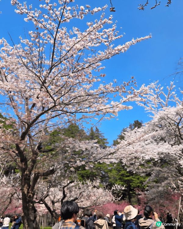 北海道神宮可以一齊欣賞櫻花和梅花哦，一到花季，北海道神宮可以...