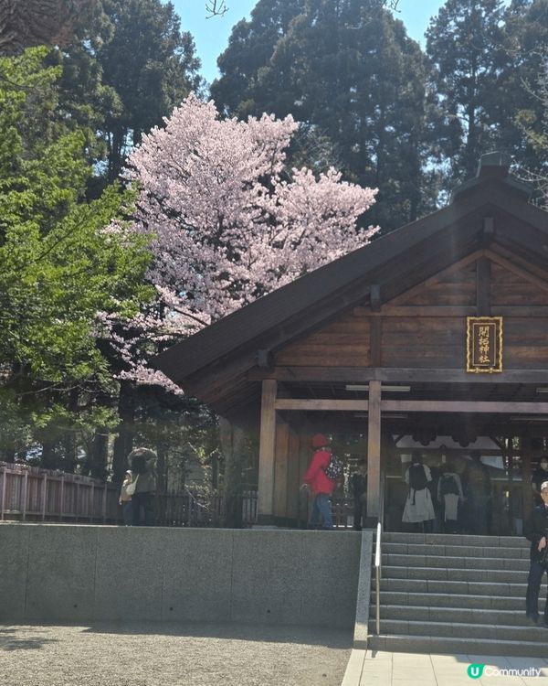 北海道神宮可以一齊欣賞櫻花和梅花哦，一到花季，北海道神宮可以...