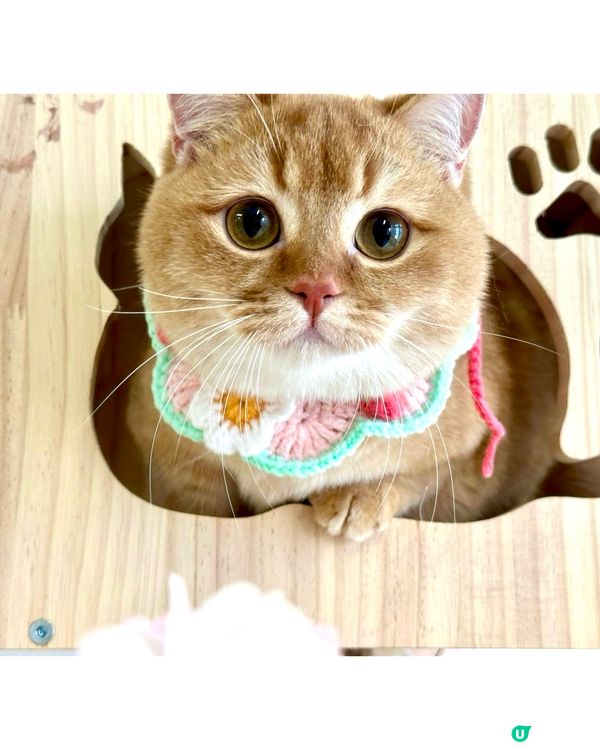 金金：無業獨生子的耍廢日常