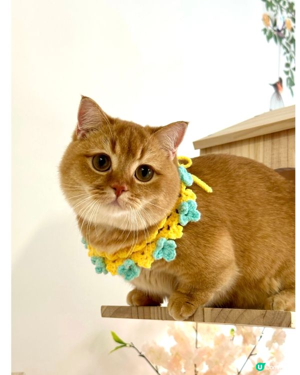 金金：無業獨生子的耍廢日常