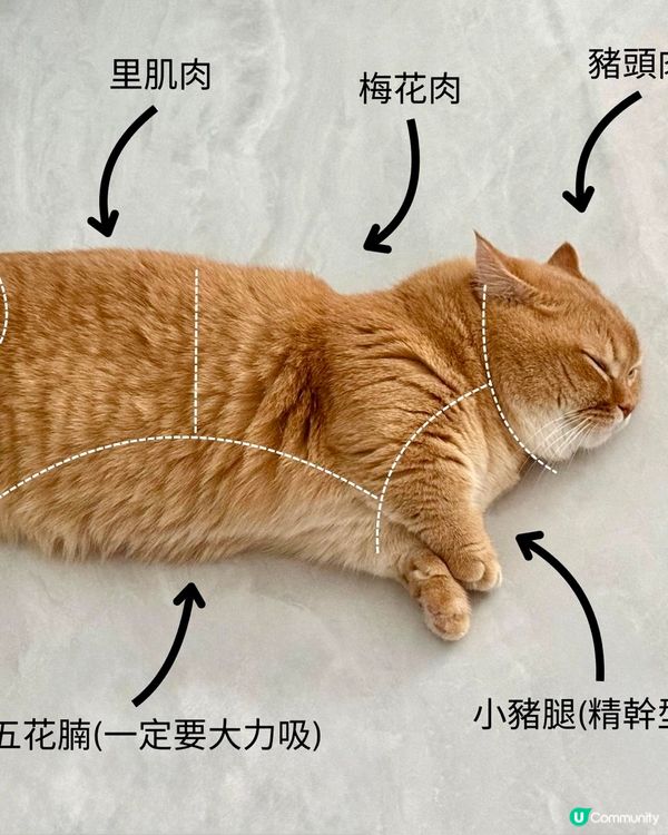 金金：無業獨生子的耍廢日常