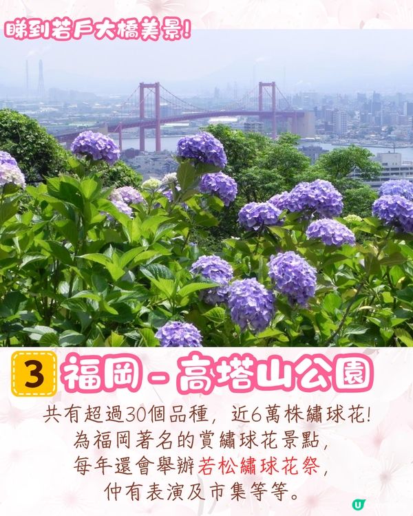 2025日本各地繡球花預測🪻附鎌倉/京都/福岡/大阪/東京5大市區賞花地開花日期+祭典活動詳情