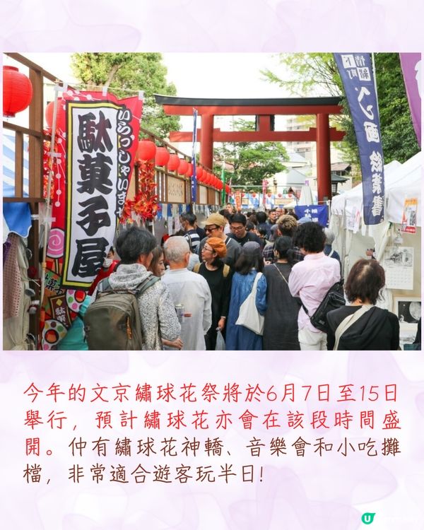 2025日本各地繡球花預測🪻附鎌倉/京都/福岡/大阪/東京5大市區賞花地開花日期+祭典活動詳情