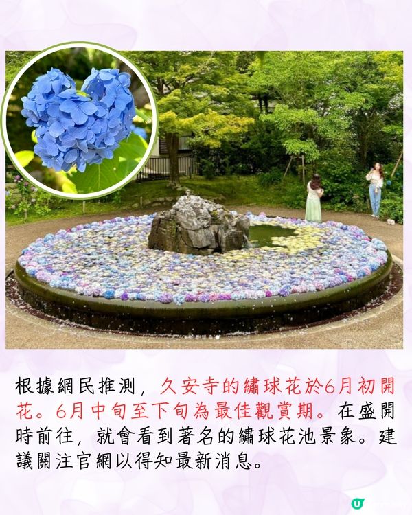 2025日本各地繡球花預測🪻附鎌倉/京都/福岡/大阪/東京5大市區賞花地開花日期+祭典活動詳情