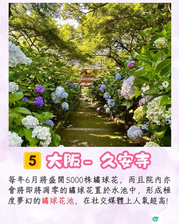 2025日本各地繡球花預測🪻附鎌倉/京都/福岡/大阪/東京5大市區賞花地開花日期+祭典活動詳情