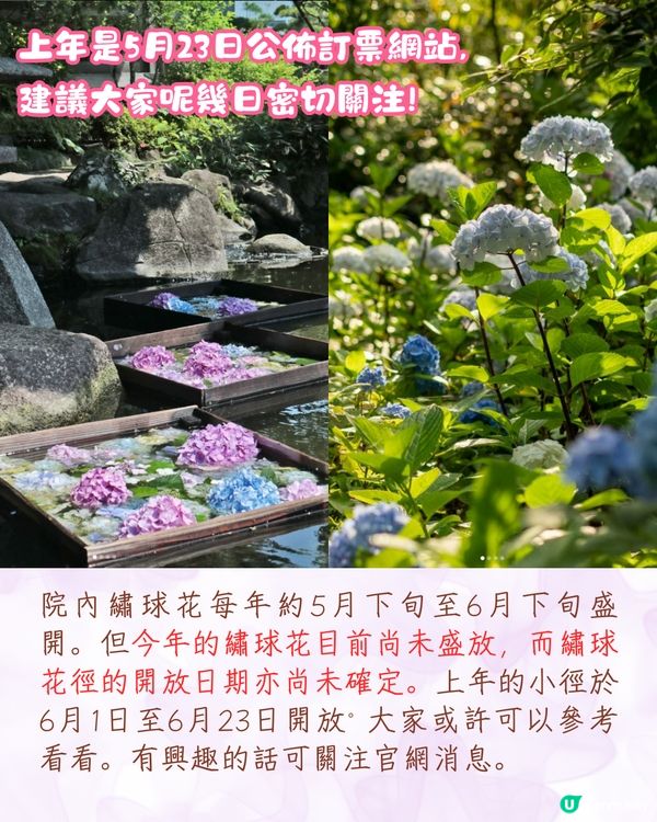 2025日本各地繡球花預測🪻附鎌倉/京都/福岡/大阪/東京5大市區賞花地開花日期+祭典活動詳情