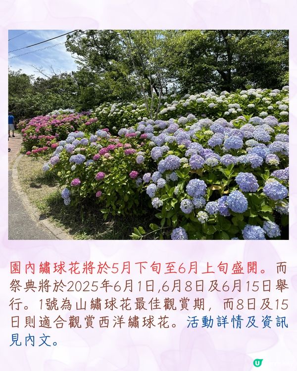 2025日本各地繡球花預測🪻附鎌倉/京都/福岡/大阪/東京5大市區賞花地開花日期+祭典活動詳情