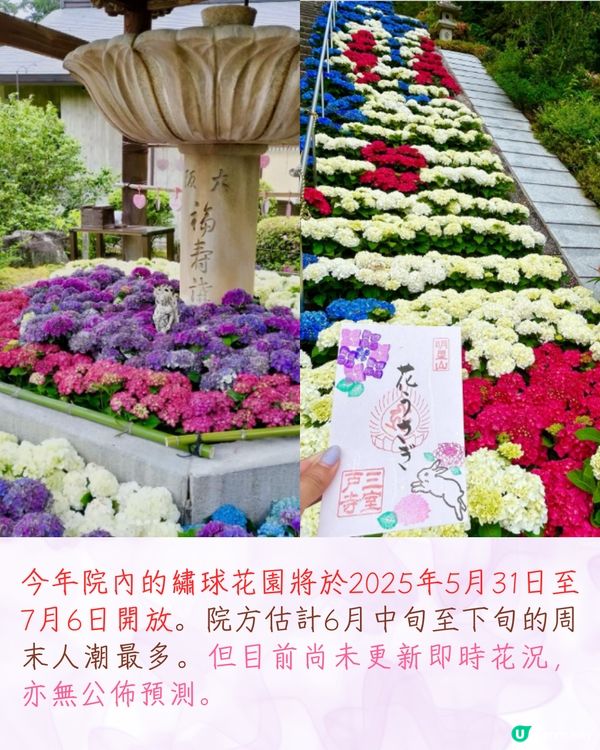 2025日本各地繡球花預測🪻附鎌倉/京都/福岡/大阪/東京5大市區賞花地開花日期+祭典活動詳情