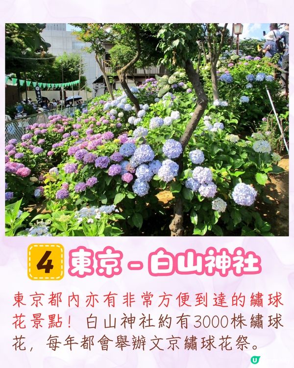 2025日本各地繡球花預測🪻附鎌倉/京都/福岡/大阪/東京5大市區賞花地開花日期+祭典活動詳情