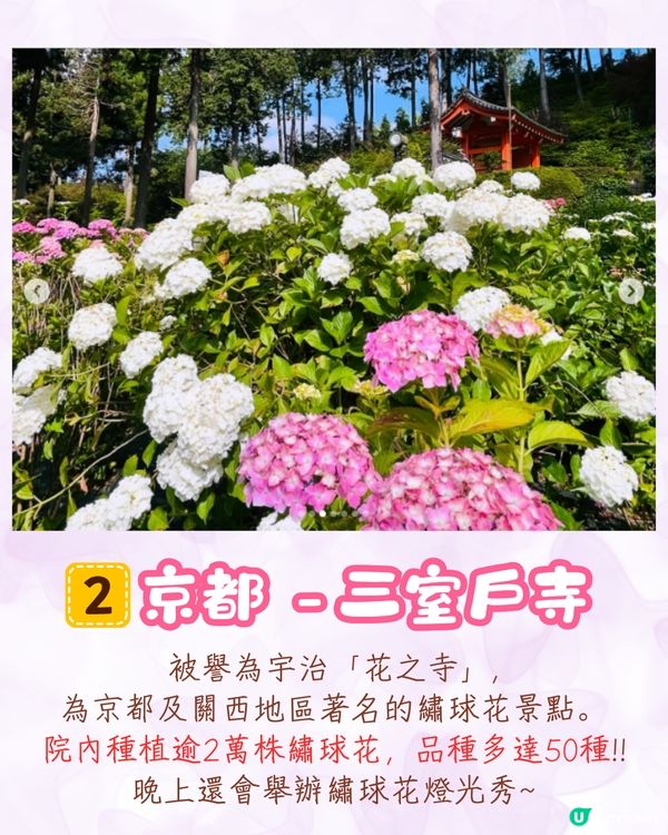 2025日本各地繡球花預測🪻附鎌倉/京都/福岡/大阪/東京5大市區賞花地開花日期+祭典活動詳情