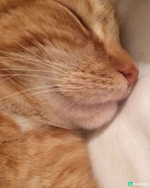 仙氣為食貓食完就瞓，瞓完又食😹