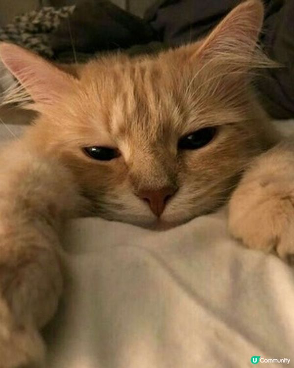 仙氣為食貓食完就瞓，瞓完又食😹