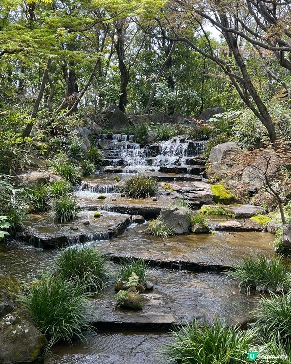 好古園🍵抹茶🍵和菓子，700蚊體驗日式茶道！