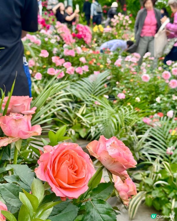 🇰🇷首爾必去活動‼️一年一度首爾國際花展正式開幕‼️