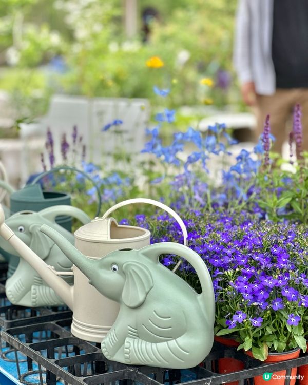 🇰🇷首爾必去活動‼️一年一度首爾國際花展正式開幕‼️