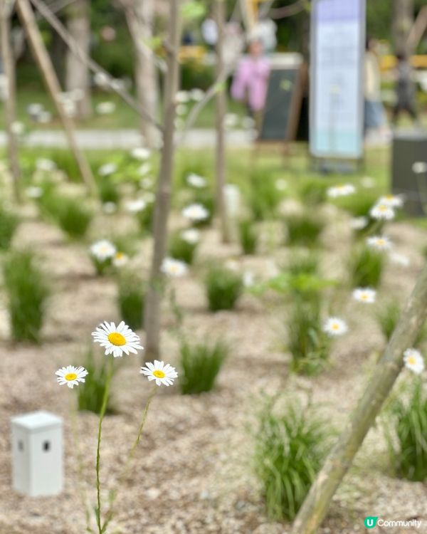 🇰🇷首爾必去活動‼️一年一度首爾國際花展正式開幕‼️