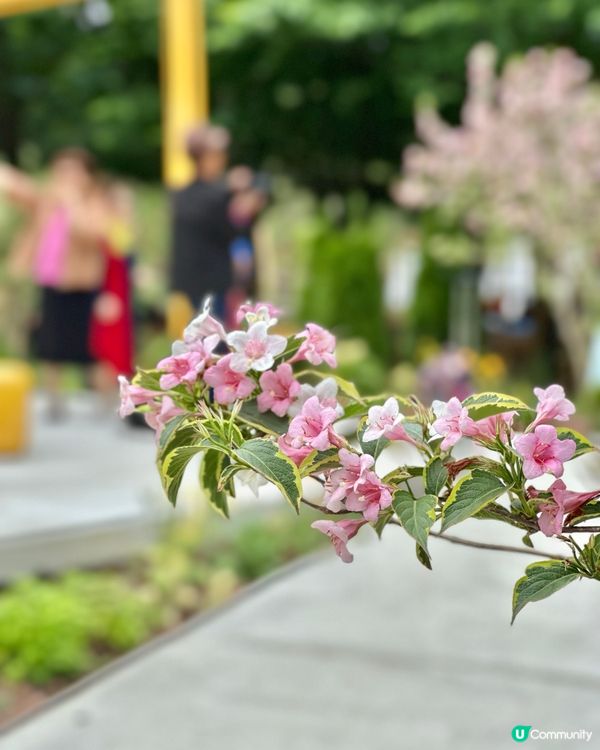 🇰🇷首爾必去活動‼️一年一度首爾國際花展正式開幕‼️