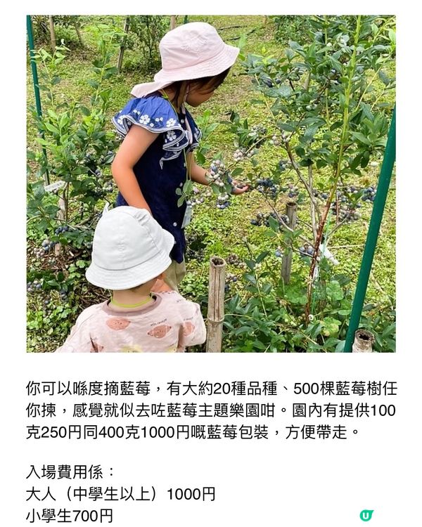 任食藍莓樂園介紹🫐逢星期日有得食有得玩🥳