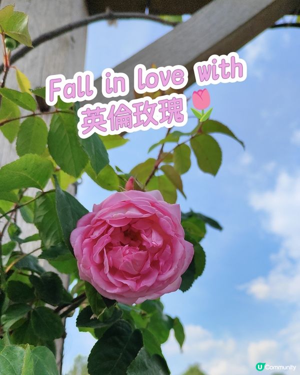 🌹我愛花花🌹之英倫玫瑰🌹