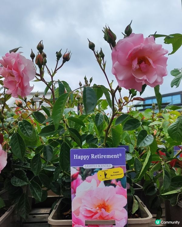 🌹我愛花花🌹之英倫玫瑰🌹