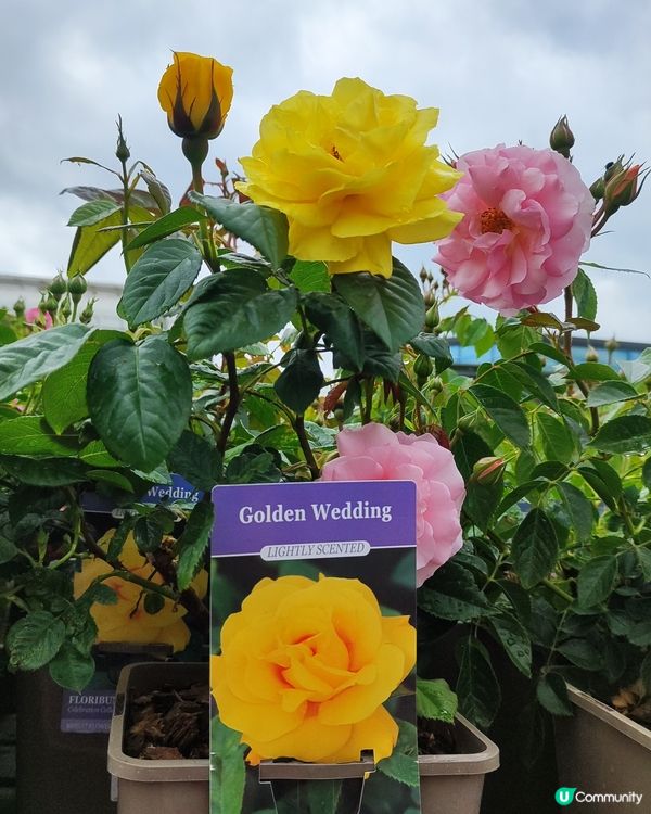 🌹我愛花花🌹之英倫玫瑰🌹