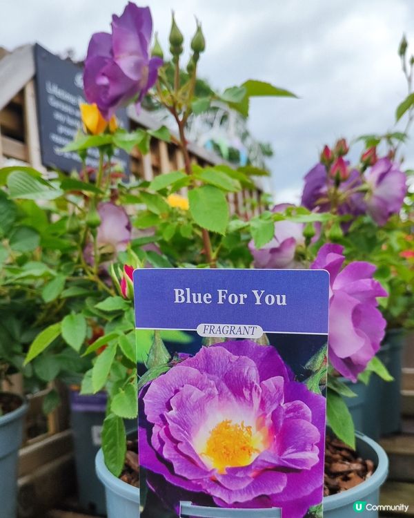 🌹我愛花花🌹之英倫玫瑰🌹