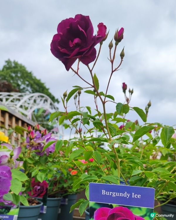 🌹我愛花花🌹之英倫玫瑰🌹