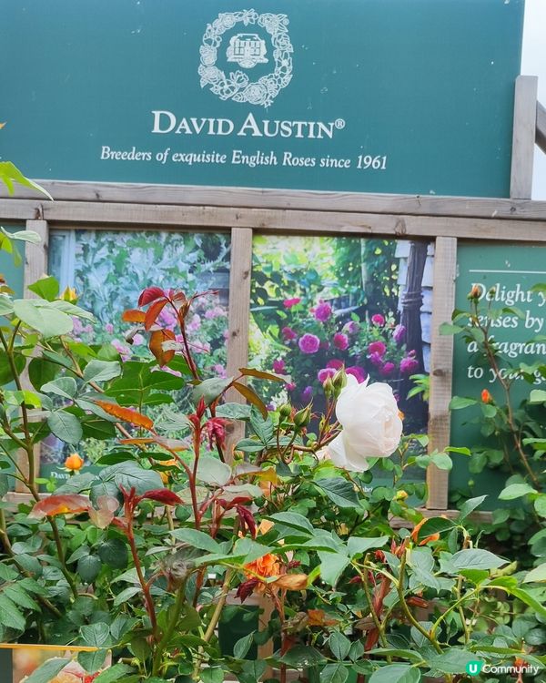 🌹我愛花花🌹之英倫玫瑰🌹