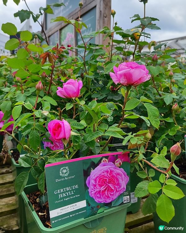 🌹我愛花花🌹之英倫玫瑰🌹