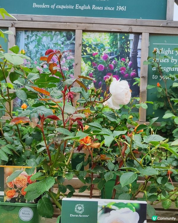🌹我愛花花🌹之英倫玫瑰🌹