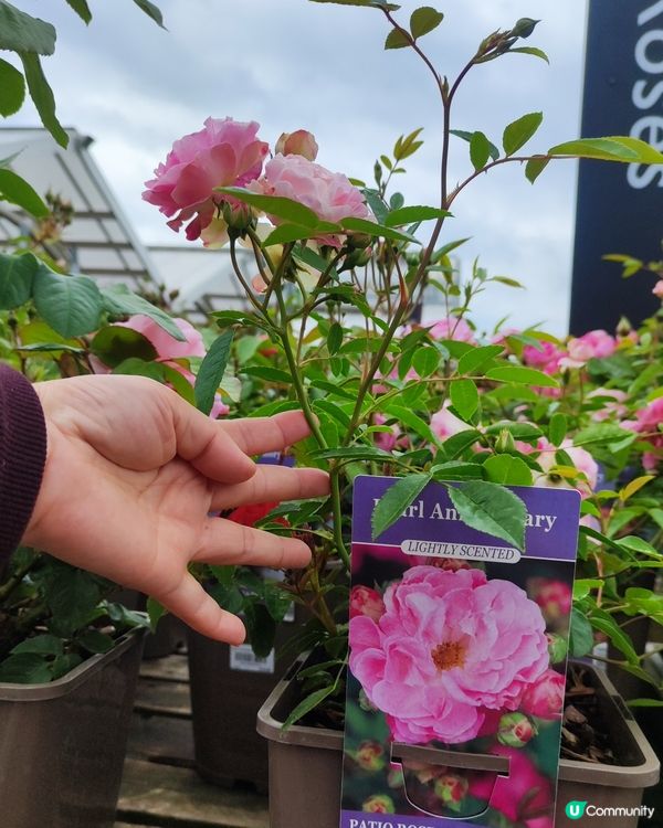 🌹我愛花花🌹之英倫玫瑰🌹