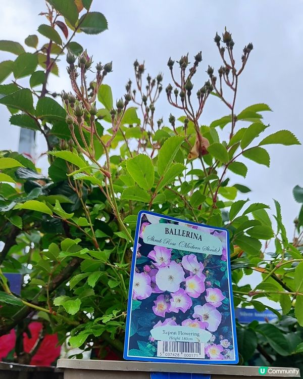 🌹我愛花花🌹之英倫玫瑰🌹