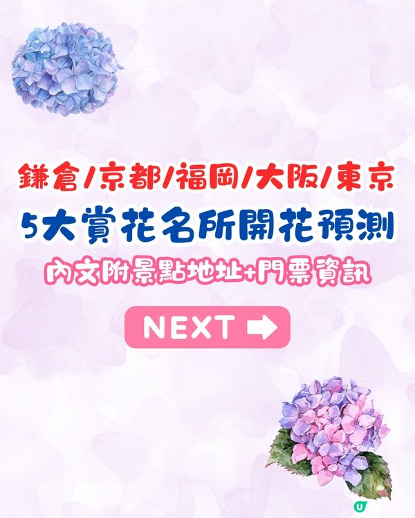 2025日本各地繡球花預測🪻附鎌倉/京都/福岡/大阪/東京5大市區賞花地開花日期+祭典活動詳情