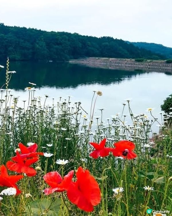 姆明谷樂園之旅 🍄 北歐風 ☕️🍫