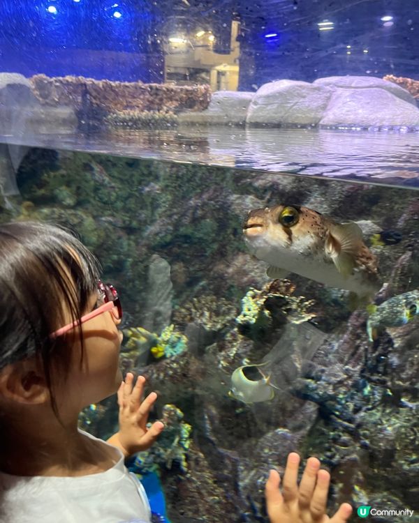 海洋公園夏日歷險，童趣探索！ 🐠☀️早鳥優惠88折！