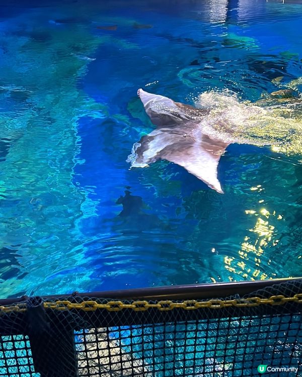 海洋公園夏日歷險，童趣探索！ 🐠☀️早鳥優惠88折！