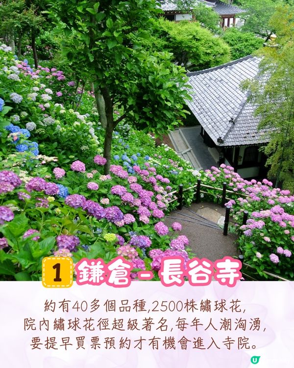 2025日本各地繡球花預測🪻附鎌倉/京都/福岡/大阪/東京5大市區賞花地開花日期+祭典活動詳情