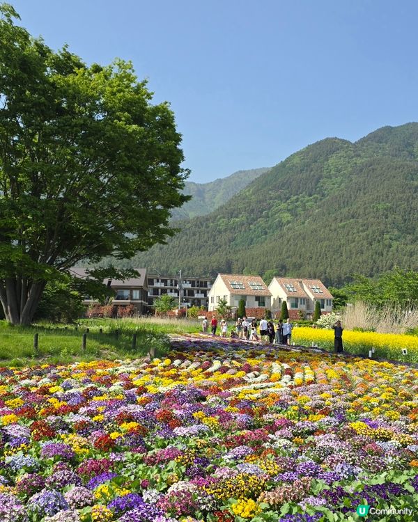 追逐富士山之旅😍河口湖遊玩攻略、交通指南、景點分享